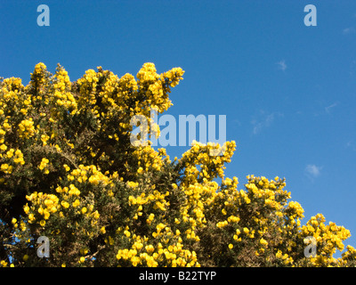 Bush ajoncs en fleurs (Ulex europaeus), Dorset, UK Banque D'Images