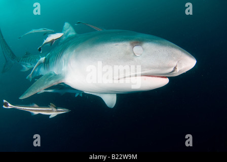 Requin tigre Galeocerdo cuvier protégeant un œil lorsque l'attaque du Kwazulu Natal d'Aliwal Shoal Afrique du Sud de l'Océan Indien Banque D'Images