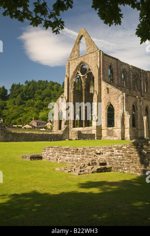 Transept nord, Abbaye de Tintern encadrée par Chêne. Banque D'Images