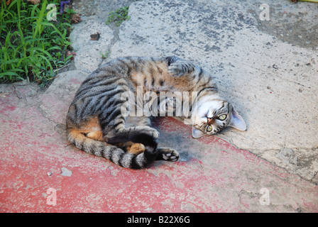 Chat tigré roulant sur le sol. Banque D'Images