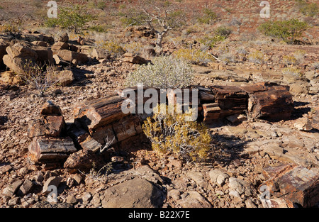 Forêt Pétrifiée près de Twyfelfontein, arbre pétrifié, Namibie, Afrique Banque D'Images