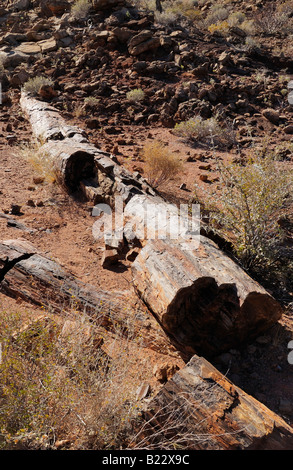 Forêt Pétrifiée près de Twyfelfontein, arbre pétrifié, Namibie, Afrique Banque D'Images