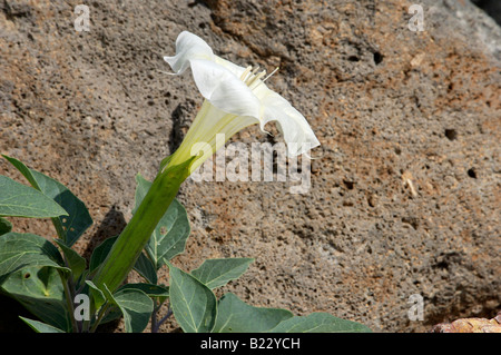 Datura sacrée lily un hallucinogène et toxique plante indigène au Nouveau Mexique. Photographie numérique Banque D'Images