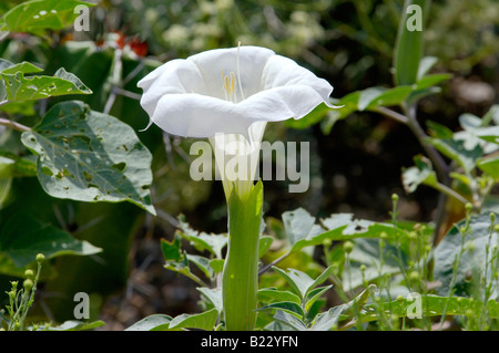 Datura sacrée lily un hallucinogène et toxique plante indigène au Nouveau Mexique. Photographie numérique Banque D'Images