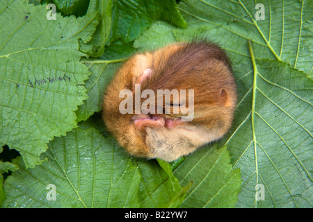 Dormeuse Muscardinus avellanarius endormi Cornwall Banque D'Images