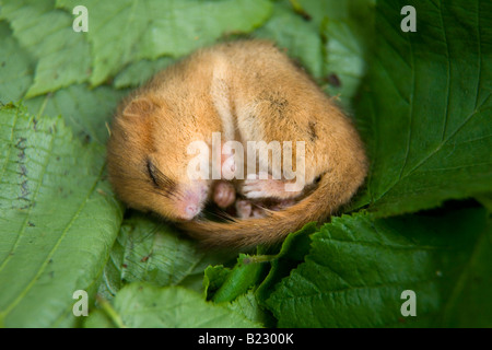 Dormeuse Muscardinus avellanarius endormi Cornwall Banque D'Images