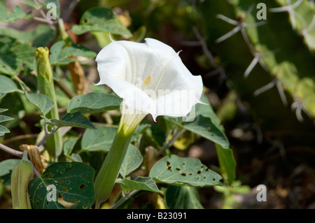 Datura sacrée lily un hallucinogène et toxique plante indigène au Nouveau Mexique. Photographie numérique Banque D'Images