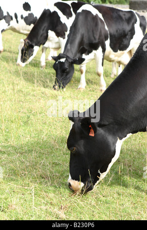 Troupeau de vaches laitières de race Frisonne noir et blanc mange de l'herbe sur la colline, dans le Somerset en Angleterre Banque D'Images