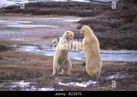 Deux ours polaires combats dans la toundra, Cape Churchill, Canada Banque D'Images