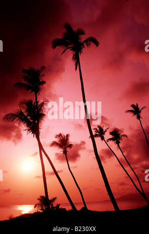 Silhouette de palmiers sur la plage au coucher du soleil, Nevis, Saint Kitts et Nevis Banque D'Images