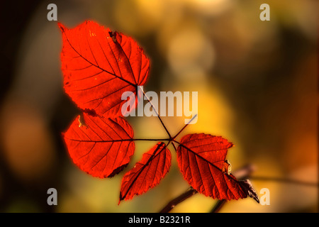 Close-up de feuilles rouges Banque D'Images