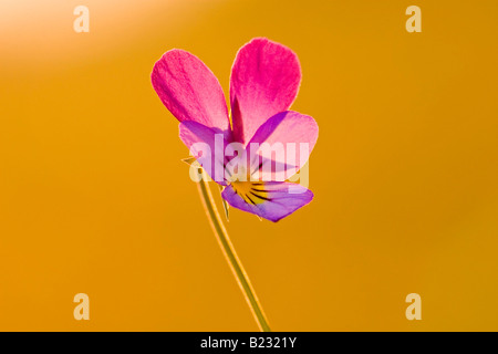 Close-up de pansy flower Banque D'Images