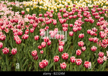 Tulip lit dans un motif de Kolomenskoïe, ancien domaine royal, au sud-est de Moscou, Russie Banque D'Images