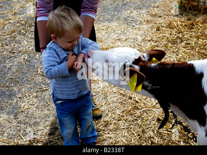 Bébé garçon blond deux ans avec mère vache d'alimentation Banque D'Images