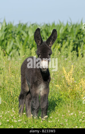 Deux semaines Poitou donkey foal Banque D'Images