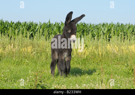 Deux semaines Poitou donkey foal Banque D'Images