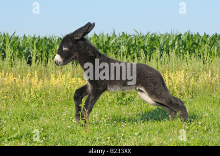 Deux semaines Poitou donkey foal Banque D'Images