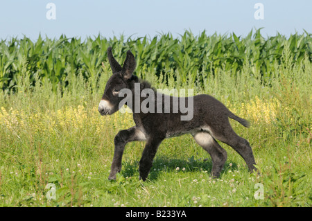 Deux semaines Poitou donkey foal Banque D'Images