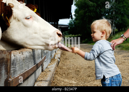 Bébé garçon blond deux ans avec mère vache d'alimentation Banque D'Images