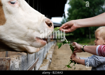 Bébé garçon blond deux ans avec mère vache d'alimentation Banque D'Images