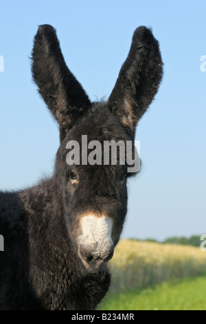 Deux semaines Poitou donkey foal Banque D'Images