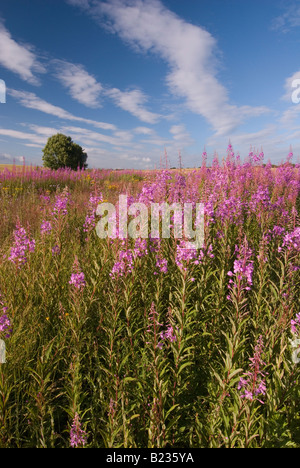 Rosebay Épilobe sur les South Downs, Sussex UK Banque D'Images