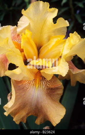 Iris 'Fort Apache', grand iris jaune et orange plante de jardin de fleurs Banque D'Images