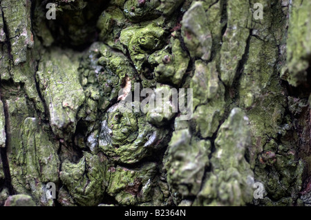 Close up d'écorce sur un arbre Banque D'Images