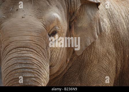 Close-up de l'éléphant d'Asie (Elephas maximus). Banque D'Images