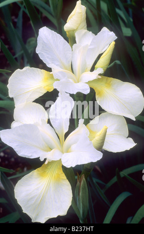 Iris sibirica 'Dalesage Yellow' Drapeau de Sibérie blanc et jaune fleur plante jardin Banque D'Images