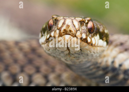 L'additionneur femelle Vipera berus close-up de tête Banque D'Images