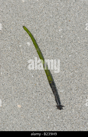 Mangrove Rhizophora mangle rouge sur le rivage des semis Banque D'Images