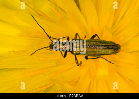 Femme fleur à pattes épaisses Beetle (Oedemera nobilis) Banque D'Images