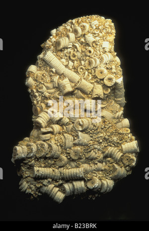 Des fossiles de crinoïdes mer Lilys ( ) Banque D'Images