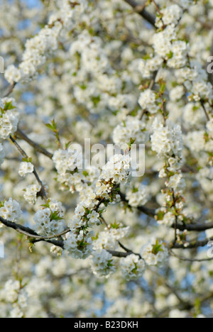 Close-up of cherry blossoms Banque D'Images