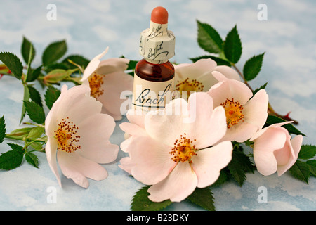 Wild Rose Fleurs de Bach Remède Banque D'Images
