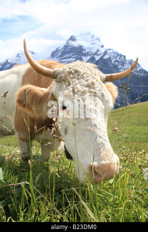 Cow standing in field, Oberland Bernois, Berne, Suisse Banque D'Images