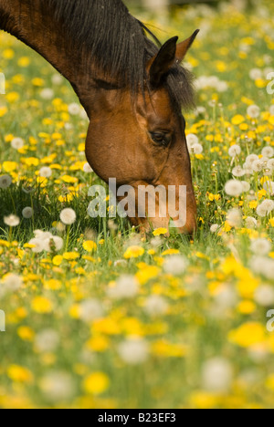 Cheval de pâturage dans le pissenlit Banque D'Images