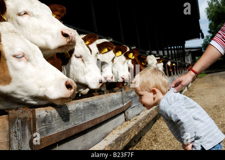 Bébé garçon blond deux ans avec mère vache d'alimentation Banque D'Images