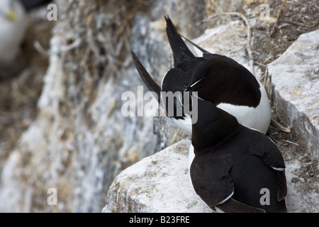 Deux Petits Pingouins (Alca torda) sur l'ensemble des roches Banque D'Images