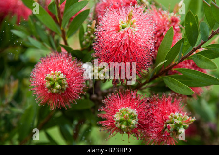 Les fleurs piquantes sur les plantes en fleurs goupillon Banque D'Images