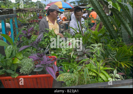 Plantes de jardin à la vente à la Kota Belud marché hebdomadaire tamu Sabah Malaisie Banque D'Images
