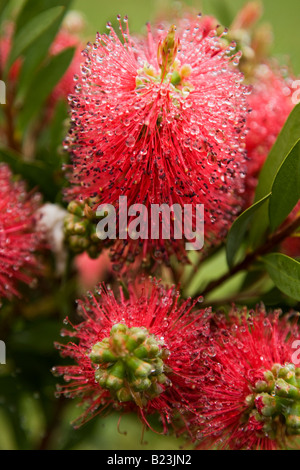 Les fleurs piquantes sur les plantes en fleurs goupillon Banque D'Images