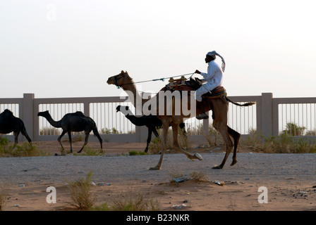 Camel herder de prendre des chameaux dans le désert à l'extérieur du marché à Riyad Arabie Saoudite Banque D'Images