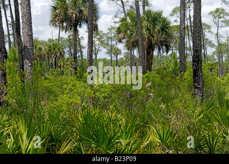 Pine flatwood dans le sud de la Floride de l'écosystème de marais Audubon Corkscrew Sanctuary Banque D'Images