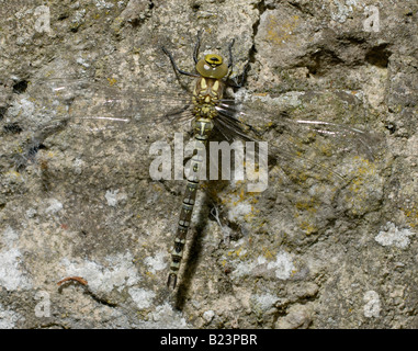 Un Sud nouvellement émergés, libellule Hawker Aeshna cyanea) (sur un mur de pierre. Banque D'Images