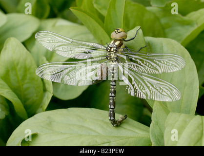 Un Sud nouvellement émergés, libellule Hawker Aeshna cyanea) (sur un nénuphar dans un étang de jardin. Banque D'Images