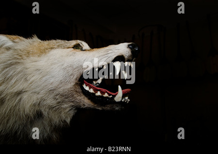 Loup empaillé Banque D'Images