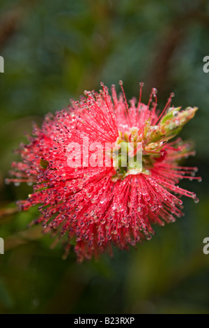 Brosse à bouteille plante avec des fleurs piquantes Banque D'Images