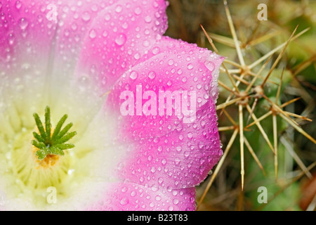 Rainbow hedhehog Echinocereus sp Banque D'Images